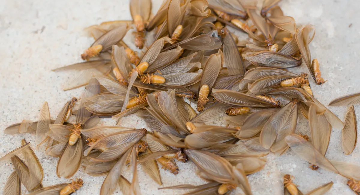 Closeup of flying termites