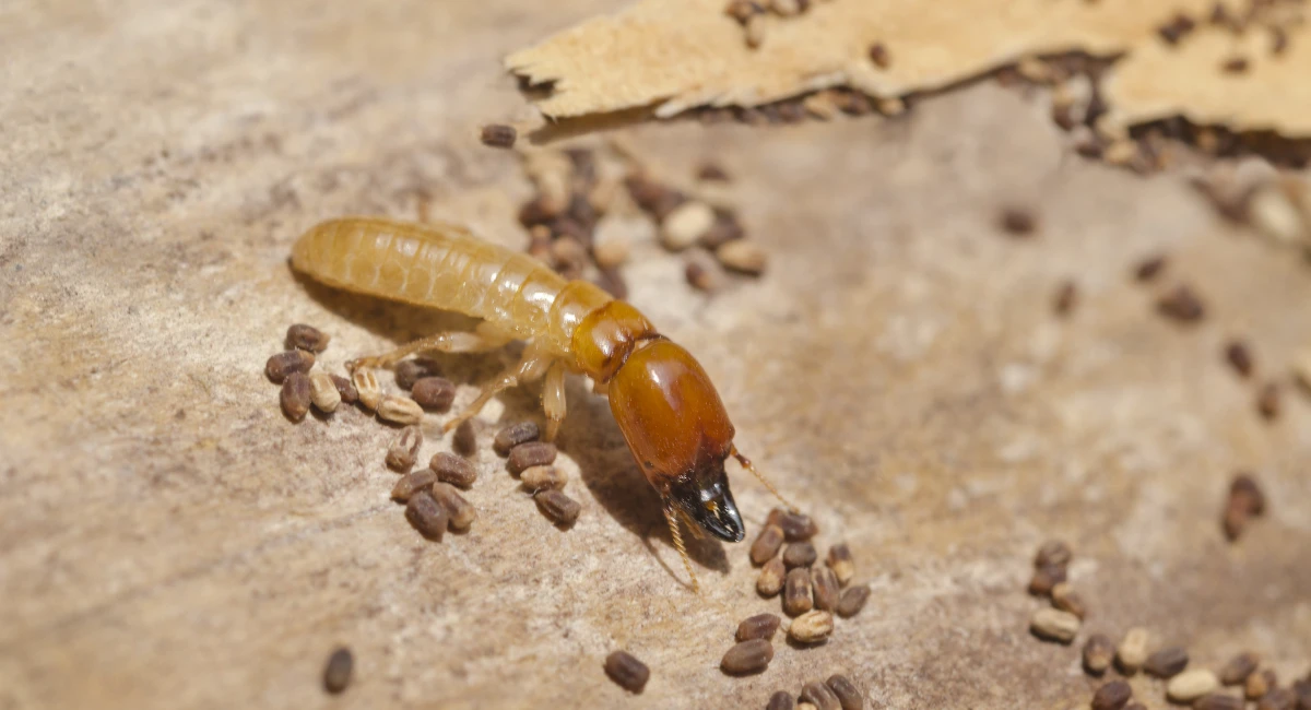 Termite with eggs up close