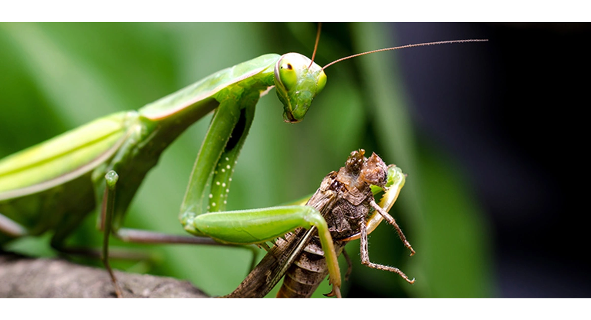 praying mantis close up on little branch