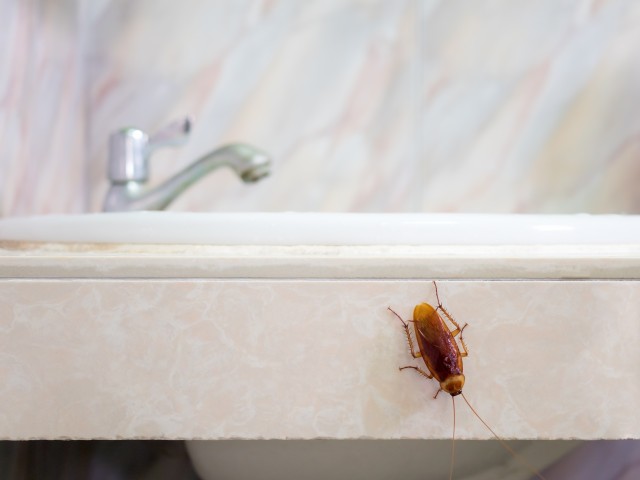 5 Places Cockroaches May Be Hiding In Your Hotel