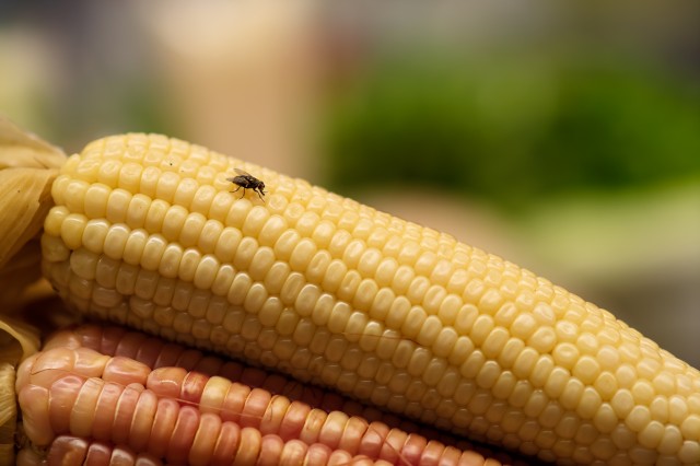 Keeping Flies Out Of Your Grocery Store