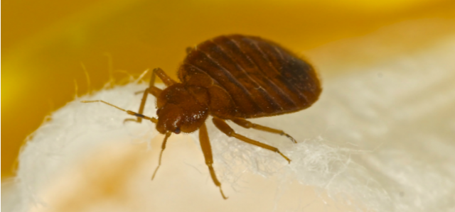 5 Effective Methods For Bed Bug Control in Multifamily Housing