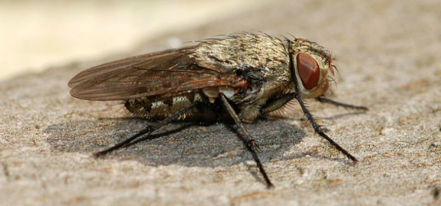 Everything You Need To Know About Cluster Flies