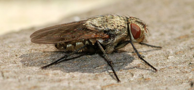 How to Get Rid of Cluster Flies