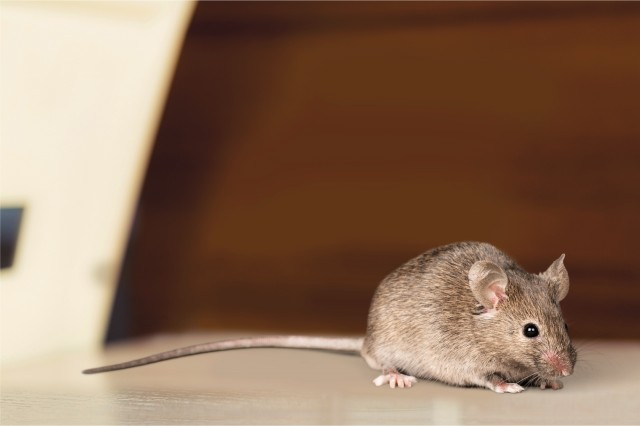 Mice In Your Office? Here's What To Do