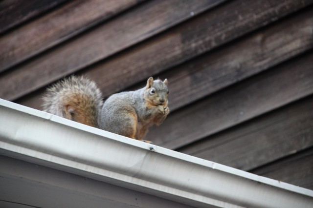 5 Signs You May Have Squirrels in Your Attic