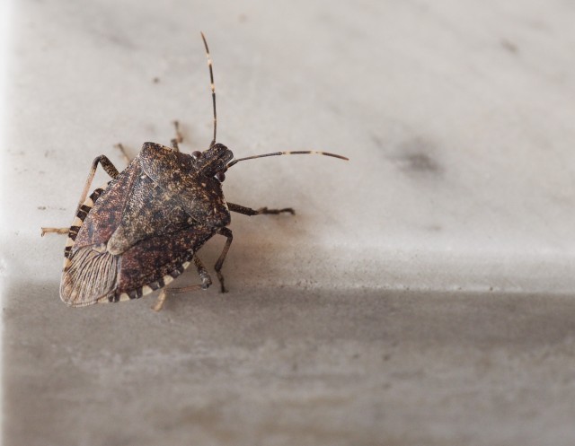 Stink Bug