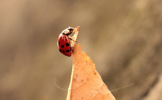 Lady Beetles