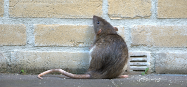 7 Strange Facts Homeowners Should Know About Rodents