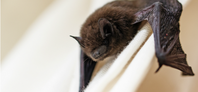 What To Do When You Find A Bat In Your House