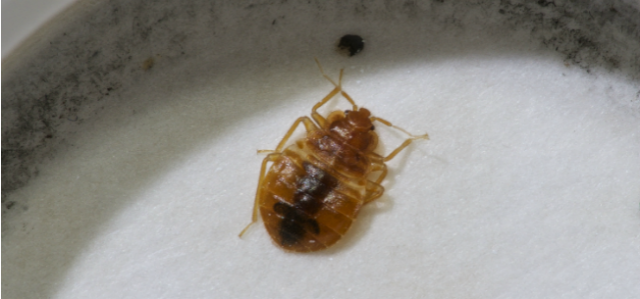 What Does It Take To Fully Eliminate Bed Bugs