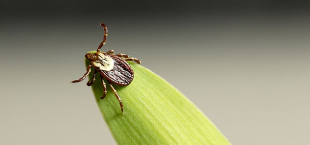 The Life Cycle of Ticks