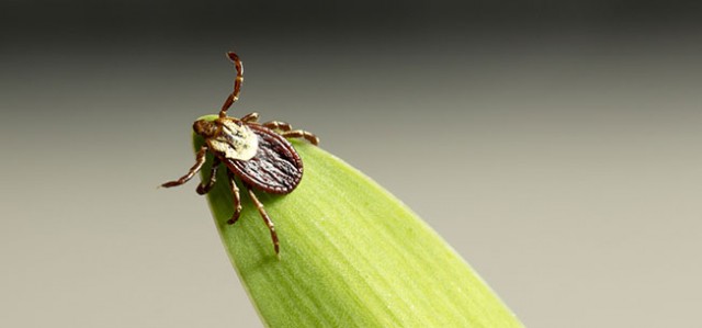The Life Cycle of Ticks