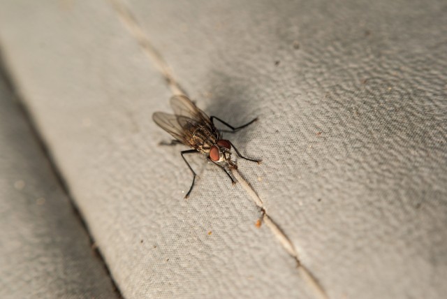 Flies Not Welcome: Tips For Fly Control In Hotels