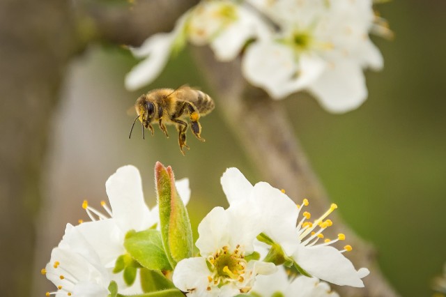 The Benefits Of Bees To Your Garden
