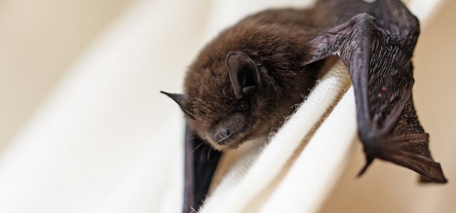 Bats Plus Bed Bugs Equals... Bat Bugs?