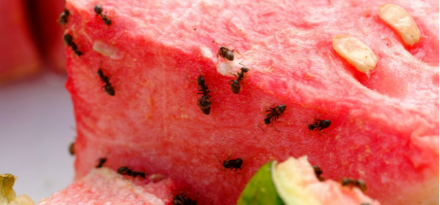 9 Tips for Keeping Ants Out Of Your Kitchen This Summer