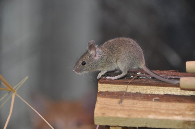 Mice In The Attic? Here's What To Do