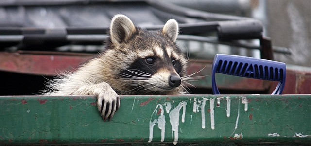 Pest Proofing Your Trash Cans