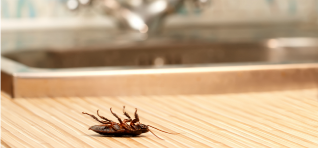 Roaches Don't Tip: How To Keep Roaches Out of Your Restaurant