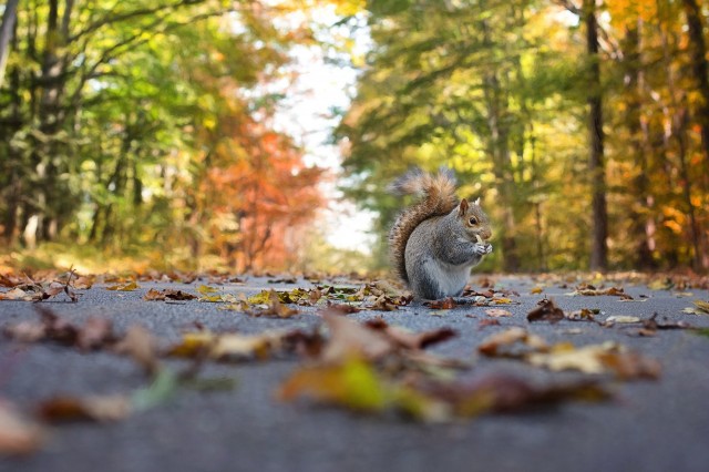 Squirrels Everywhere: Why This Year Has Been So Heavy On Squirrels