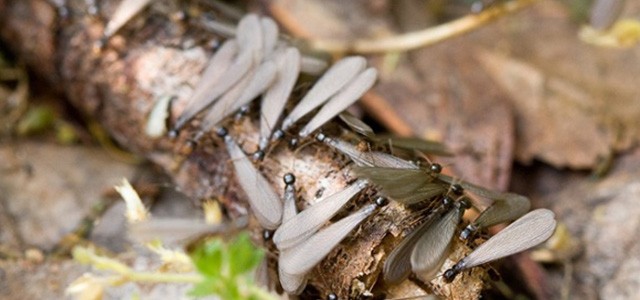 Telltale Signs Of Termites