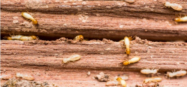 Terminating Termites: How To Stop An Infestation In Its Tracks