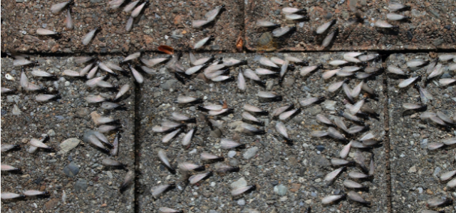 Spring Swarmers: Identifying Termites Before They Get Settled