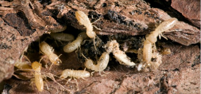 The Damage Done: How Termites Will Wreck Your Home