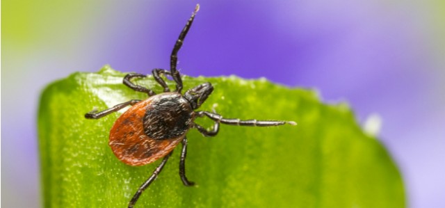 7 Tips To Keep Ticks Away This Spring