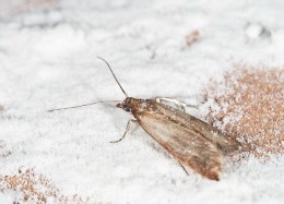 Keeping Pests Out Of Your Pantry