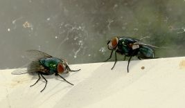 Identifying Common Flies In Your Home Or Business