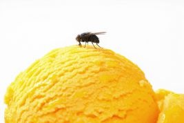 Effectively Manage Fly Problems in Your Restaurant