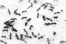 6 Surprising Statistics About Pest Infestation