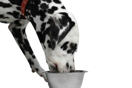 Common Pests Found In Dog Food
