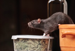 5 Things You Need to Know about Rodents in Commercial Settings