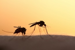 5 Little-Known Facts About Mosquitoes