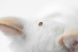 Get Ready For Tick Season With These Simple Tips