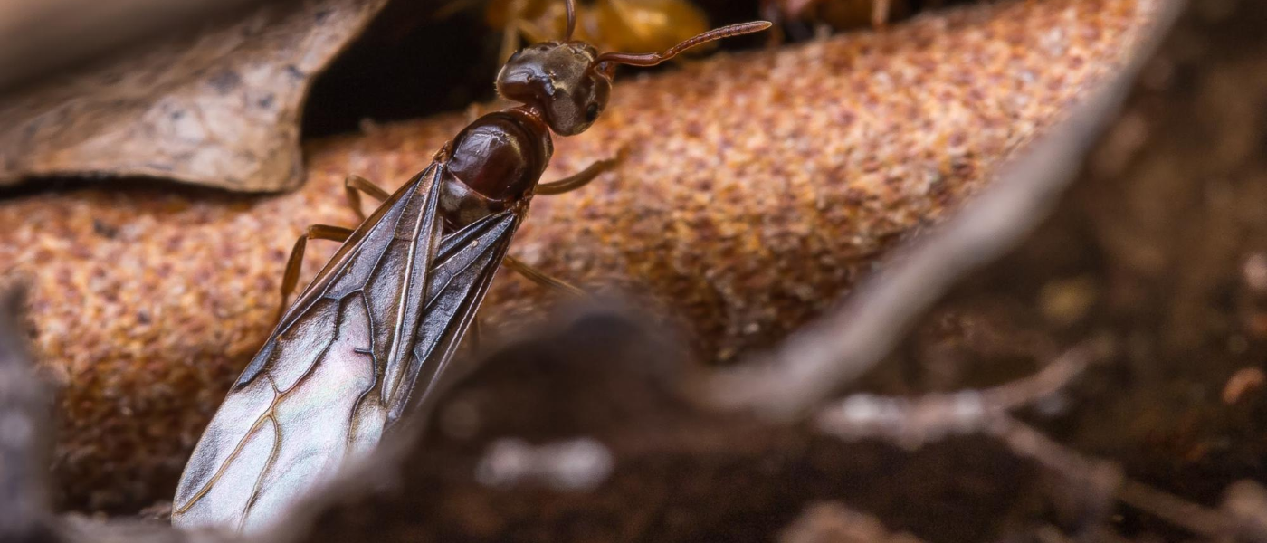 Analyzing Ants -- What’s with the Wings?