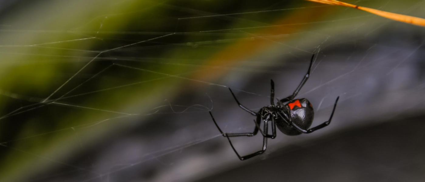 Black Widows Brave the Cold -- New England’s Surprise Pest 