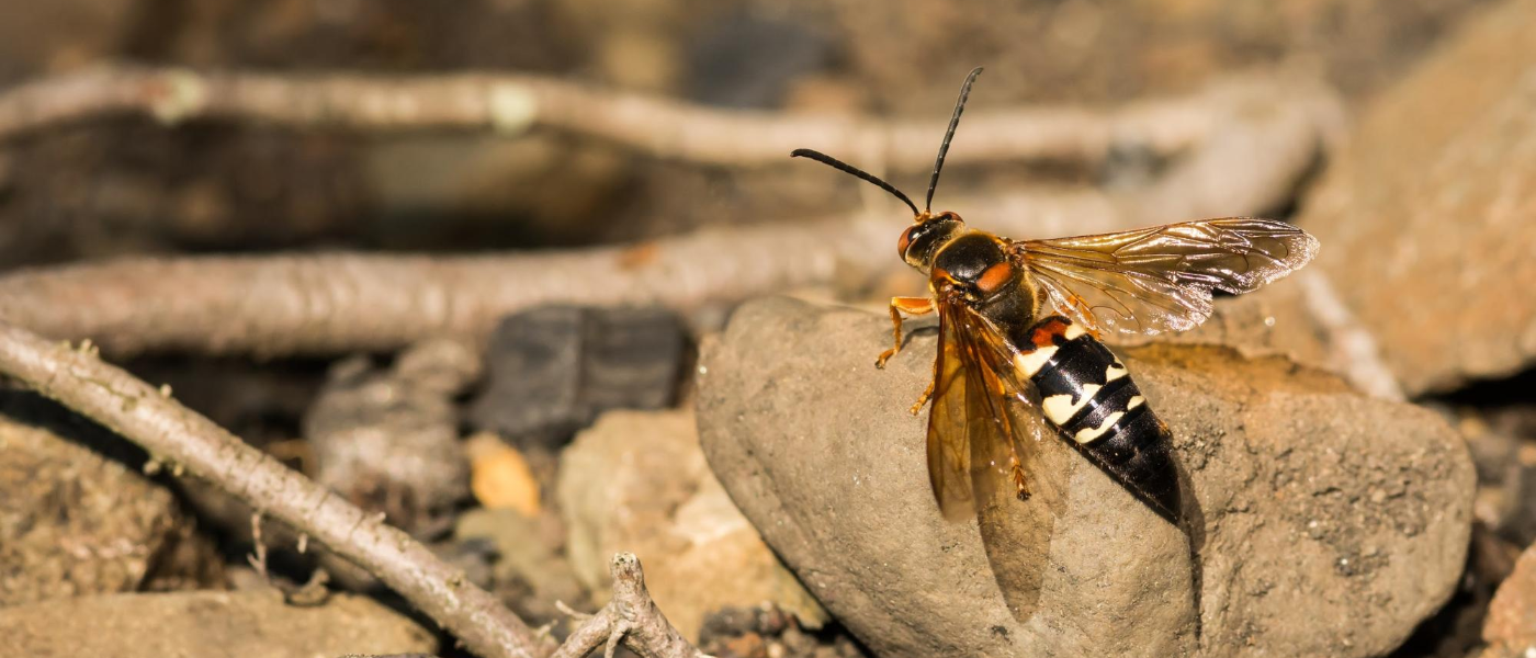 Cicada Killers: All Buzz, No Sting