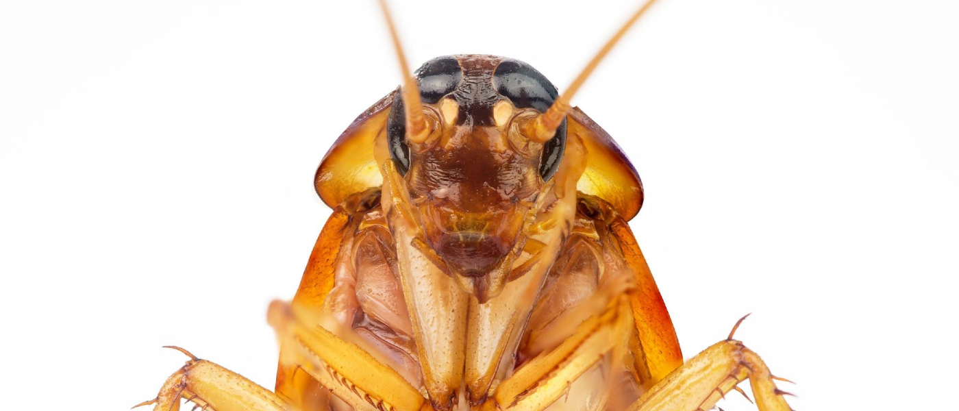 Close-up view of a cockroach