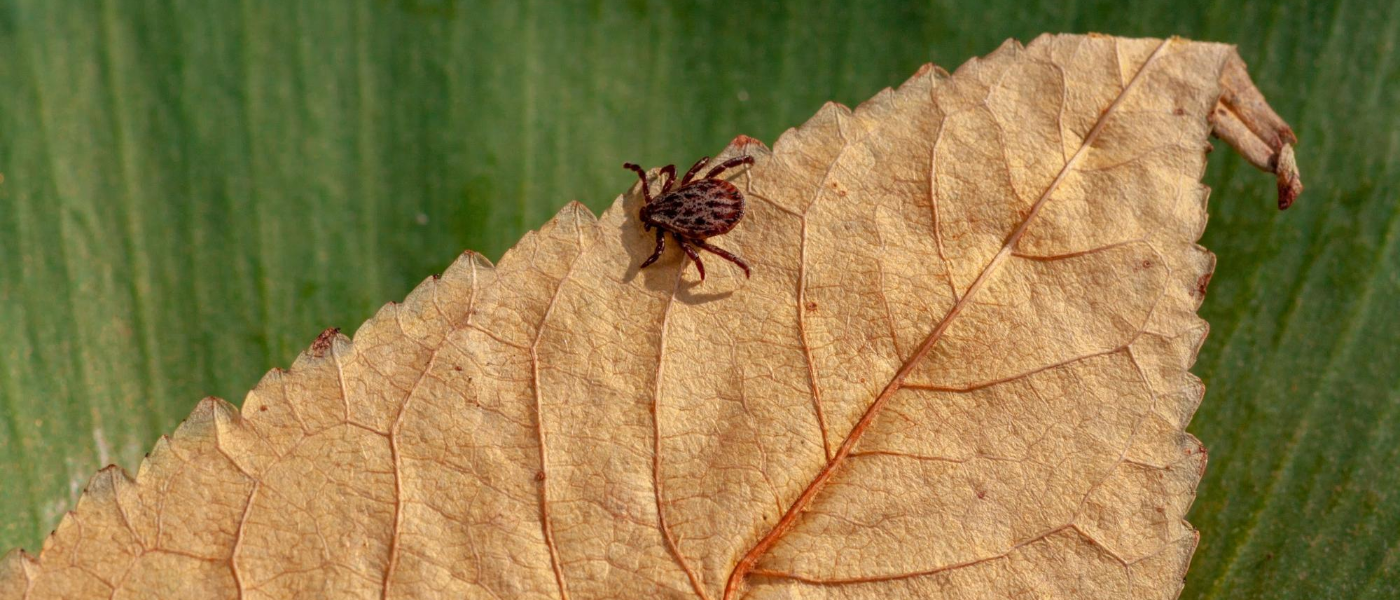 Don’t 'Fall' for the Myth That Tick Season Is Over