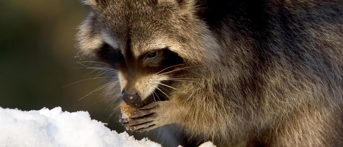 Raccoon eating on a snowy winter day