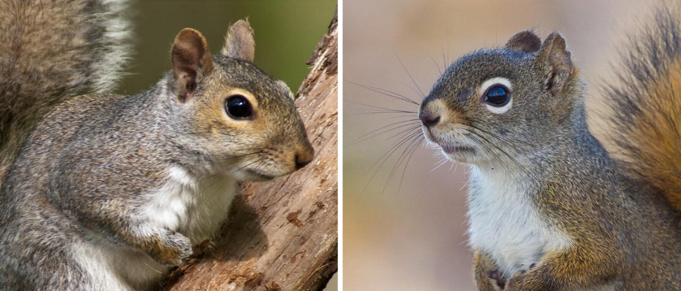 Gray Squirrel Vs Red Squirrel The Difference Is More Than Fur Deep Jp Pest Services