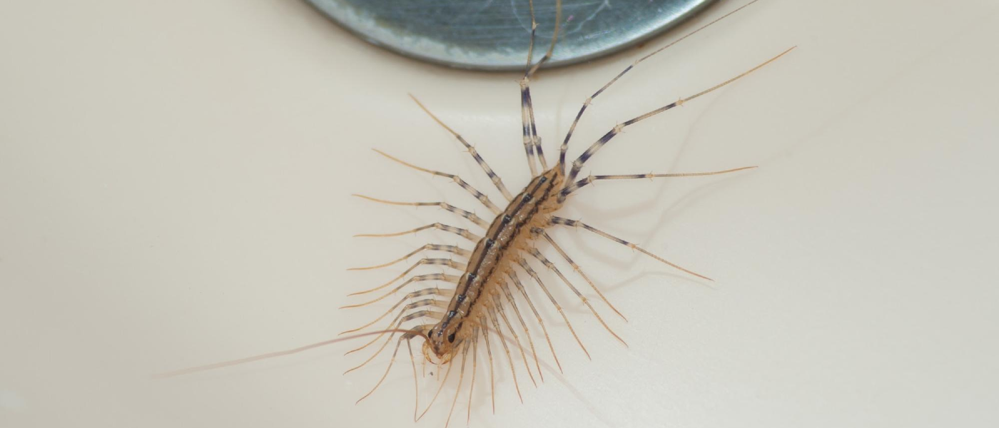 Picture of a house centipede in a residential bathroom