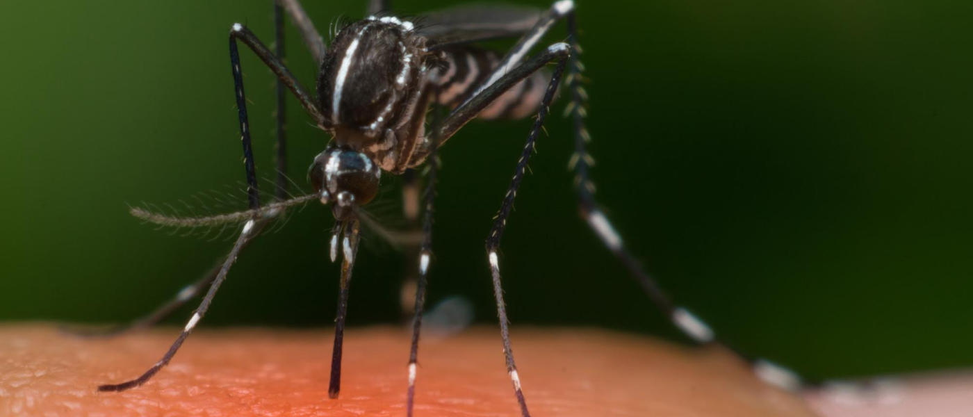 How Mosquitoes Smell Out Their Prey 