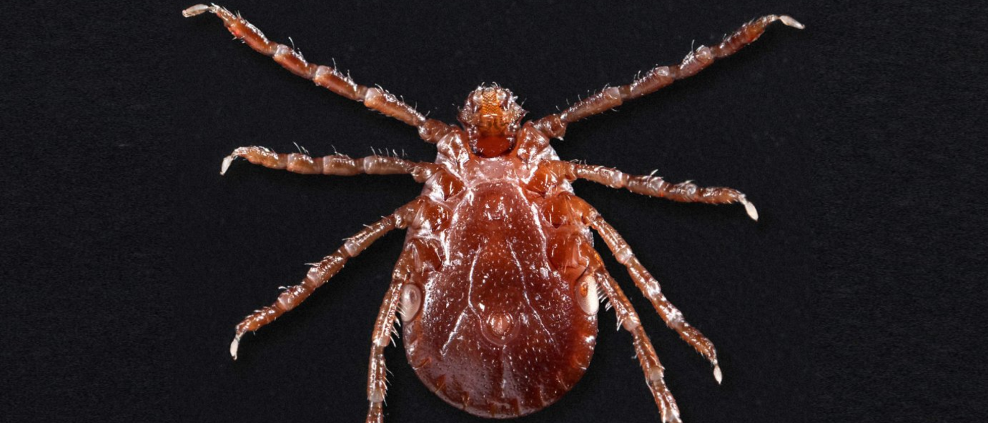 How the Asian Longhorned Tick is Changing the Game