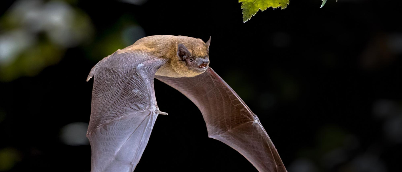 Wayward bat flying looking for a place to rest