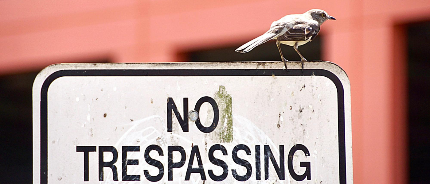 How to Keep Birds out of Your Store